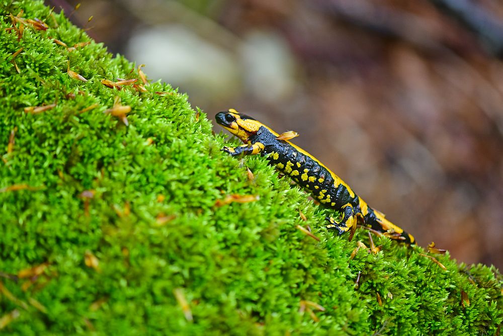 Salamandra salamandra gigliolii nel P.N.A.L.M.